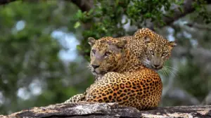 What Eats Leopards
