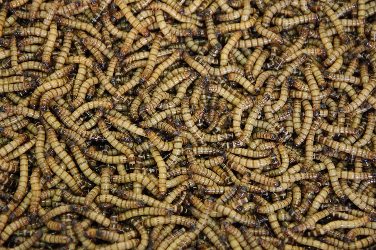 how-do-maggots-form-without-flies-pest-control-sleuth