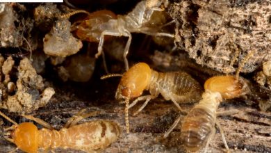 What Eats Termites What Do Termites Eat