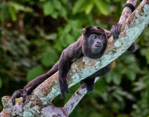 What Is A Frugivore Howler Monkey