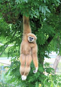 What Is A Frugivore Monkey Hanging From A Tree