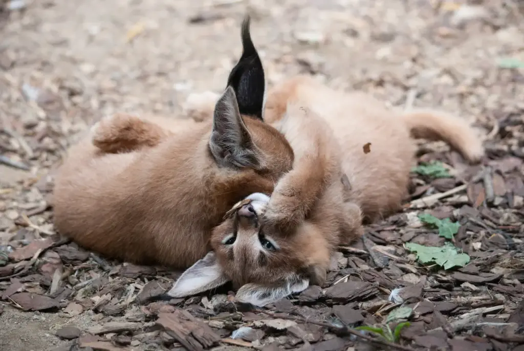 Small Caracals Cubs are Fighting What Eats Wild Cats 