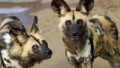 Two African Wild Dogs What Eats Wild Dogs