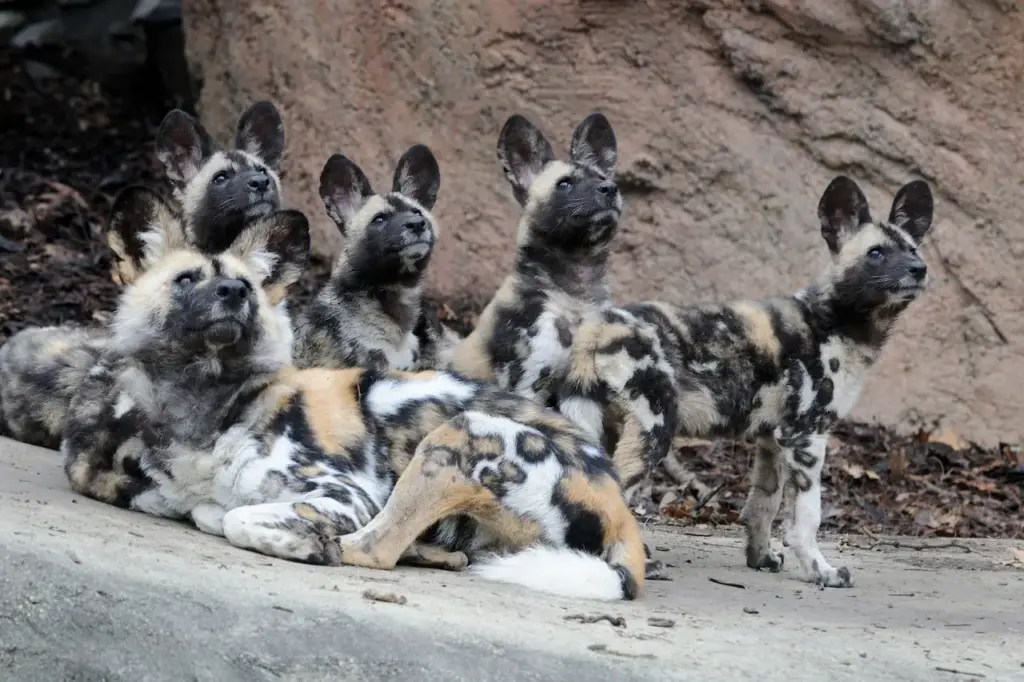 A Group of Wild Dogs Resting What Eats Wil Dogs