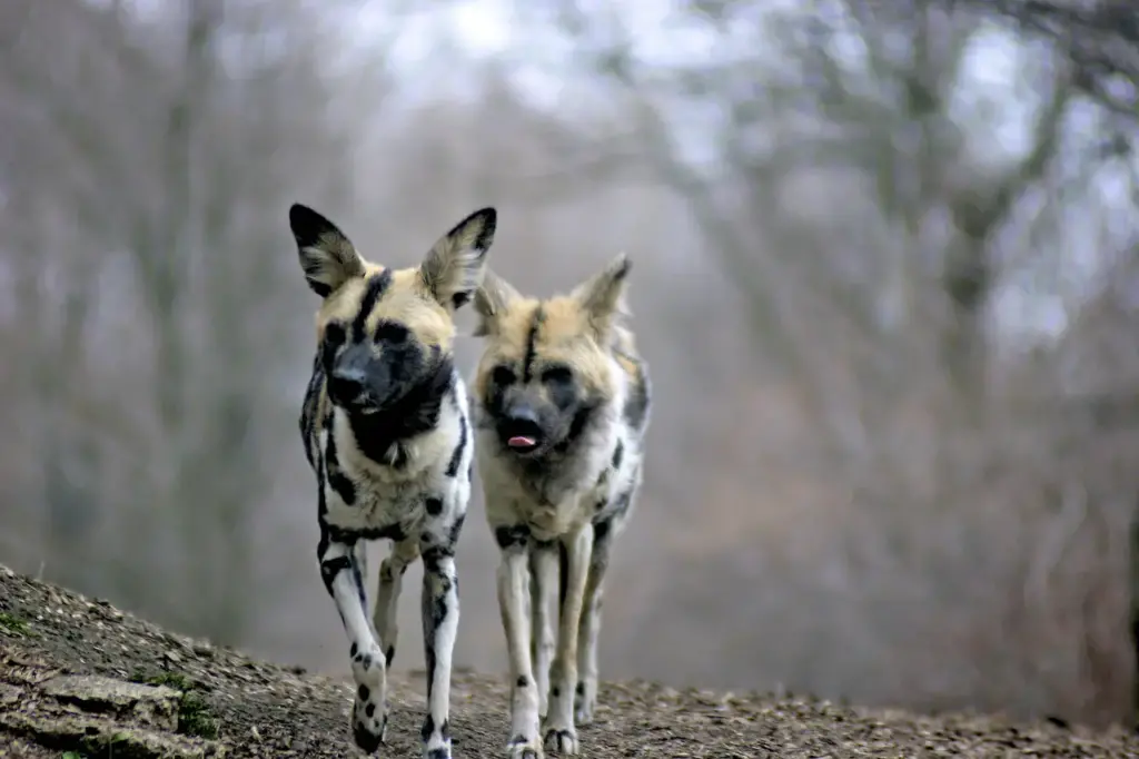 Wild Dogs Running Together What Eats Wild Dogs