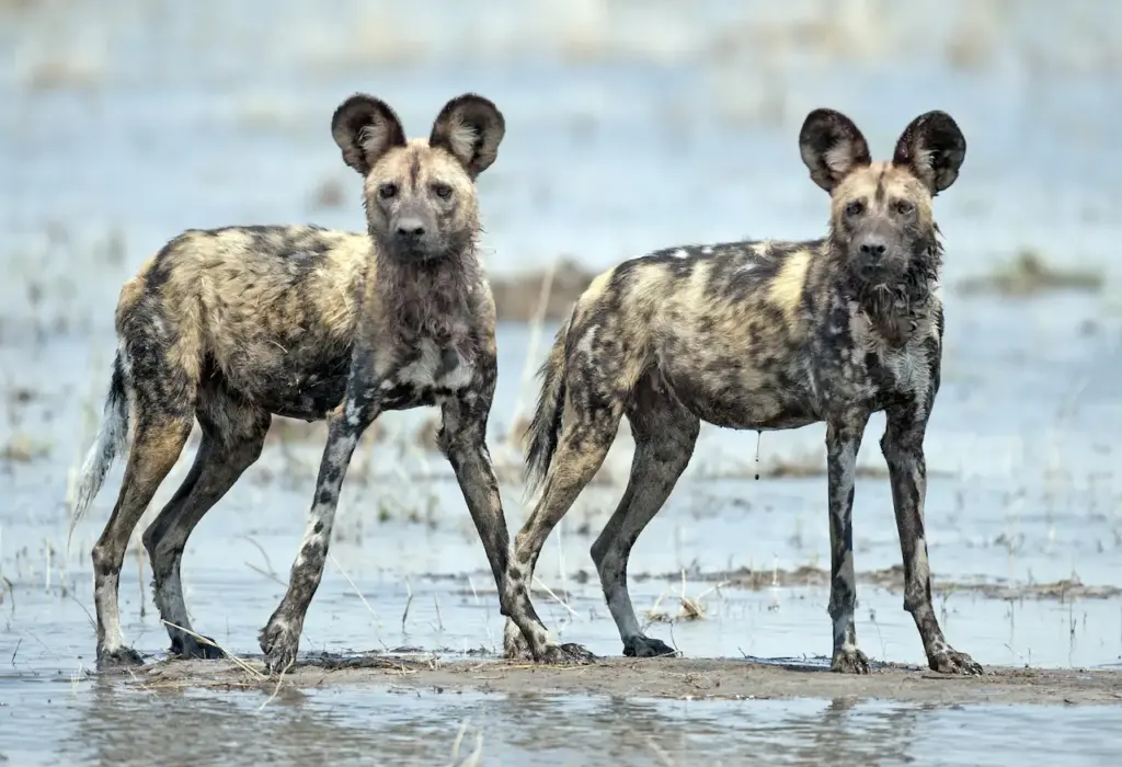 Wild Dogs in the Mud What Eats Wild Dogs