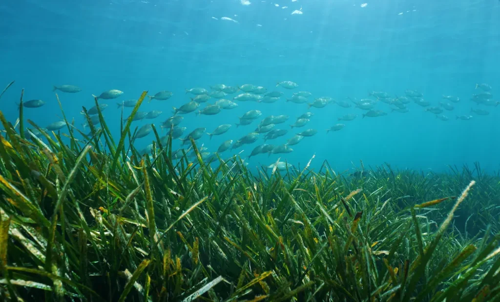 What Eats Seagrass How Does Seagrass Grow