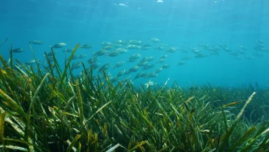 What Eats Seagrass How Does Seagrass Grow
