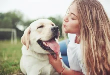 Dog Allergies & The Best Dog Allergy Tests