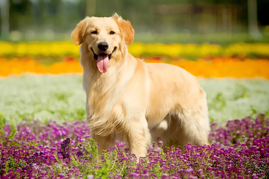 Golden Retriever Dog in Park