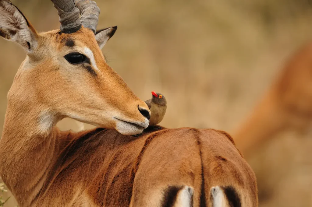Impala Antelope and Oxpecker Close Up