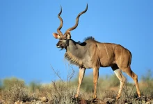 Large Male Kudu Antelope What Eats Antelopes