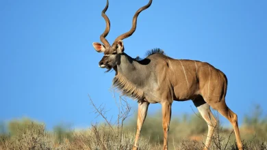 Large Male Kudu Antelope What Eats Antelopes