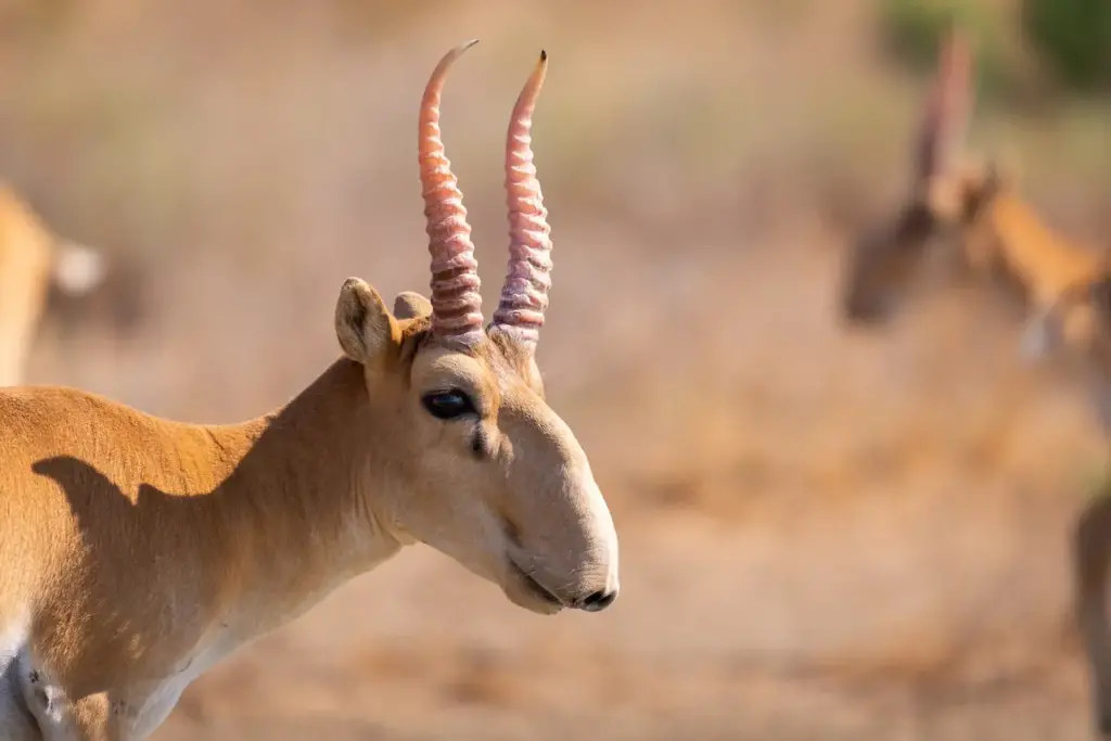 Closeup Image of Saiga Antelope