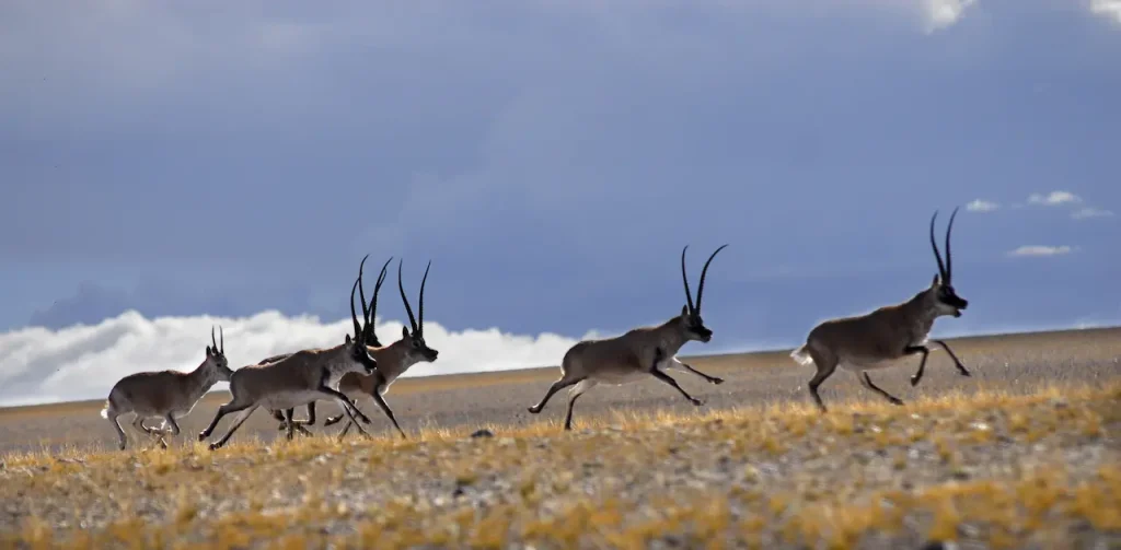 Tibetan Antelope Running