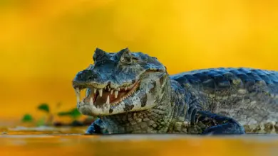 Caiman With Yellow Background What Eats Caiman
