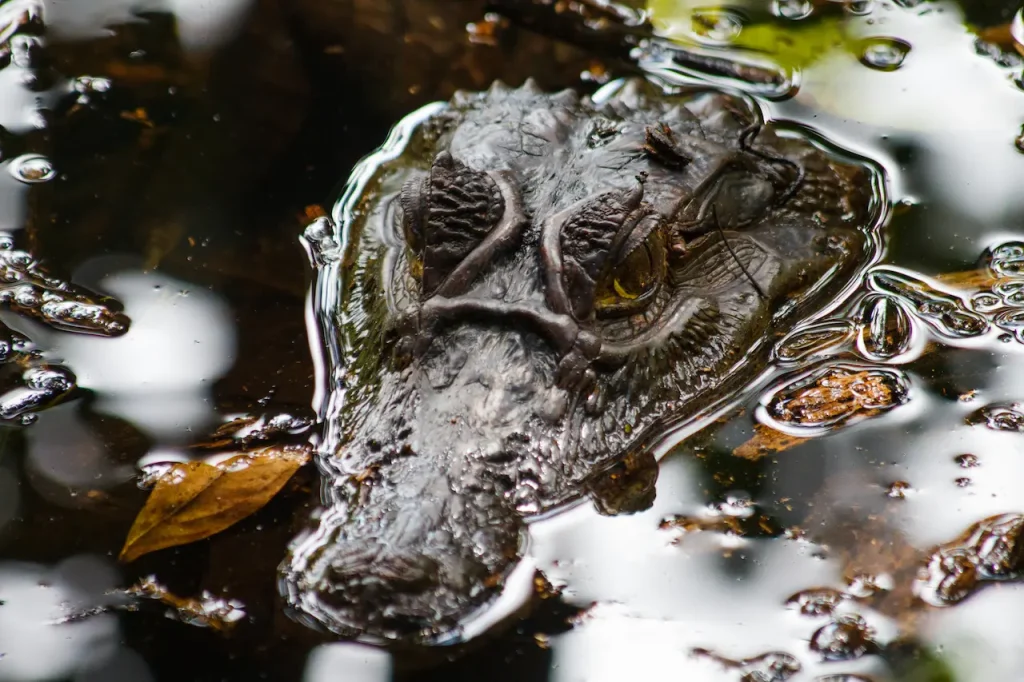 What Eats Caiman In Water
