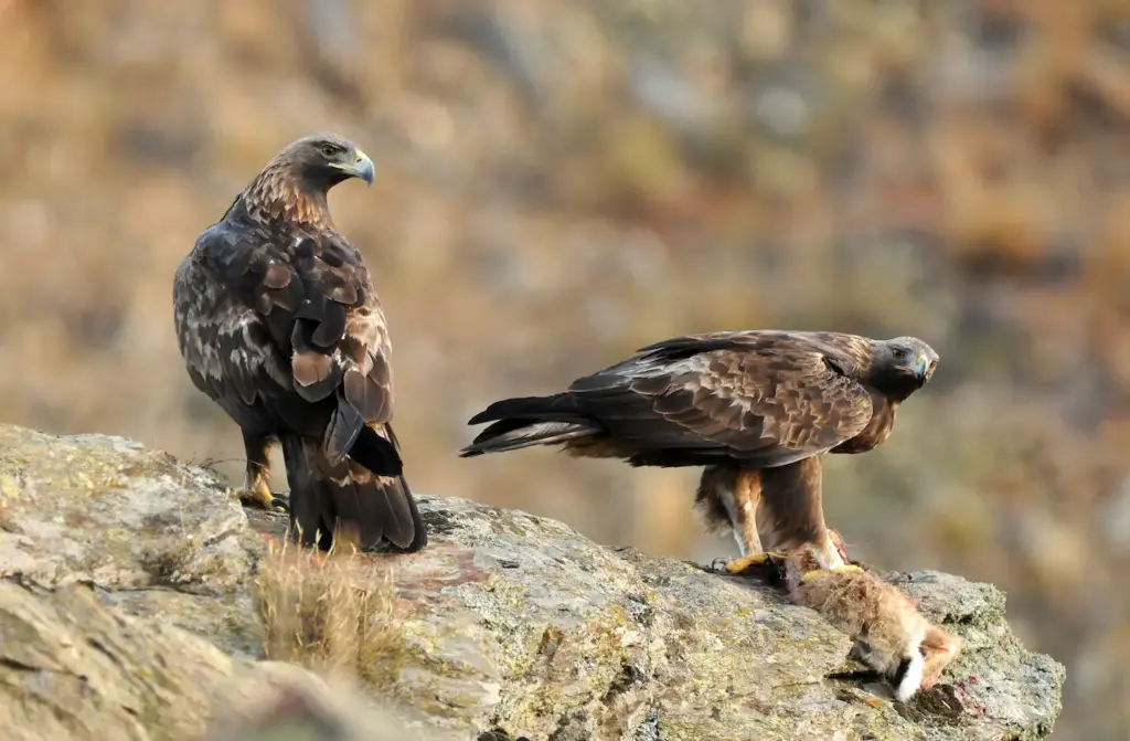 A Pair Of Golden Eagles