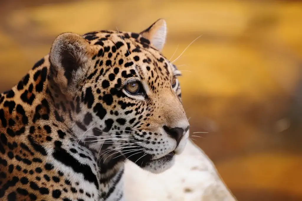 Closeup of a Jaguar What Eats Jaguar 