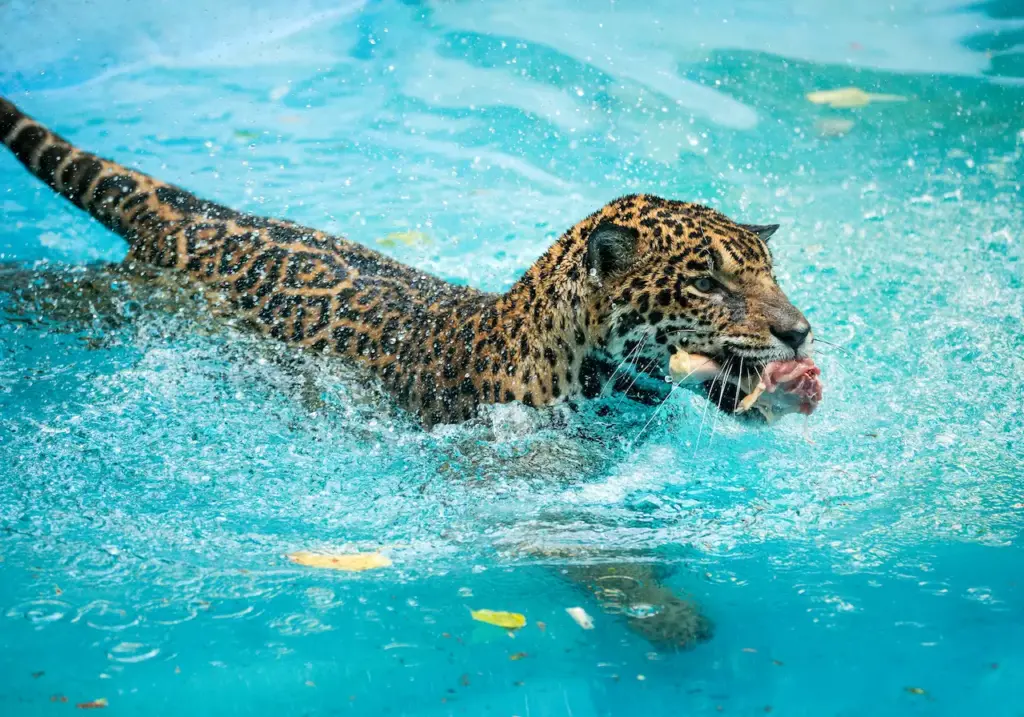 Jaguars Eating in the Water What Eats Jaguar 