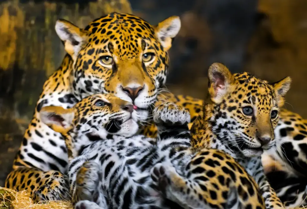 Jaguars Playing With Their Mother 