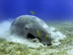 Dugong Underwater What Eats A Dugong