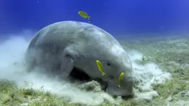 Dugong Underwater What Eats A Dugong