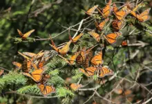 The Monarch Butterfly What Eats Butterflies