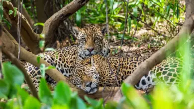 Jaguars In The Bushes What Eats Jaguars