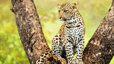 Leopard Sitting in Tree What Eats Leopard