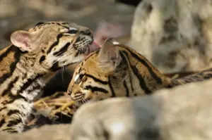 What Eats Ocelots? Two Young Ocelots Grooming
