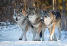 Three Wolves Standing On The Snow What Eats Wolves