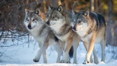 Three Wolves Standing On The Snow What Eats Wolves