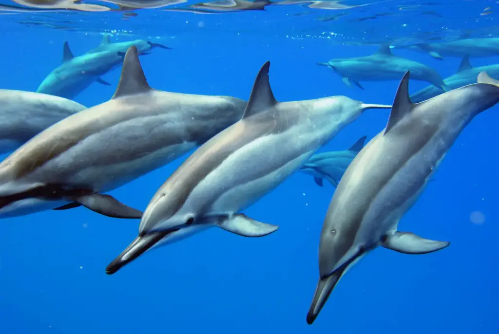Wild Dolphins Swimming Underwater