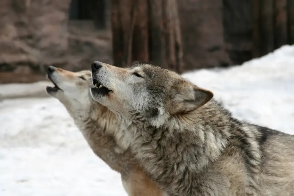 Two Wolves Howl at Winter