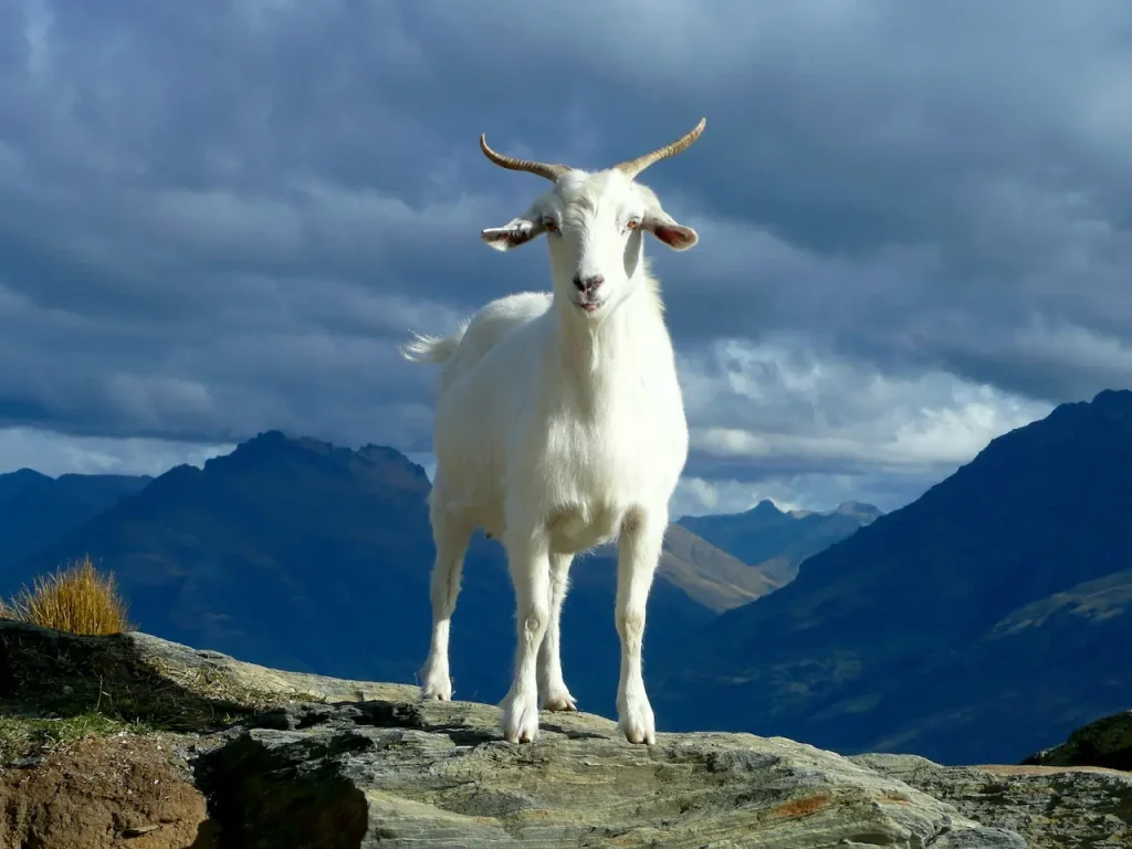 White Mountain Goat In Queenstown