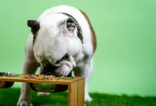 Dog Food Considerations for All Breeds