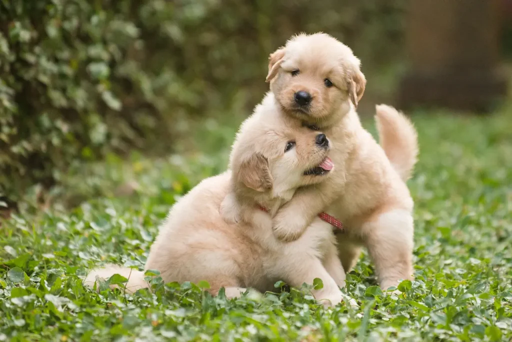 Two Golden Retriever Playing 