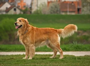 What Do Golden Retrievers Eat
