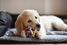 What Does A Golden Retriever Puppy Eat