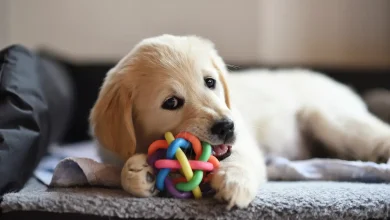 What Does A Golden Retriever Puppy Eat