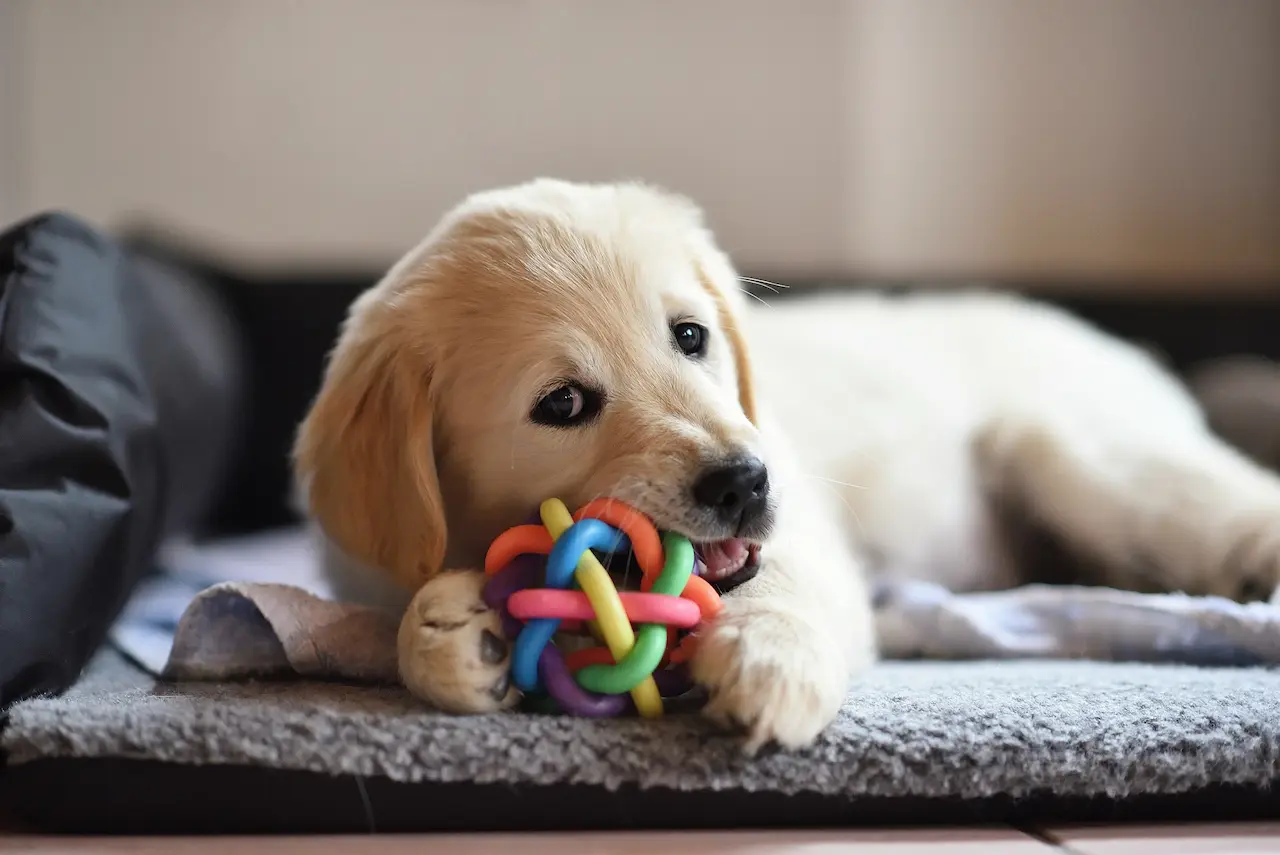 Golden retriever puppy diet best sale