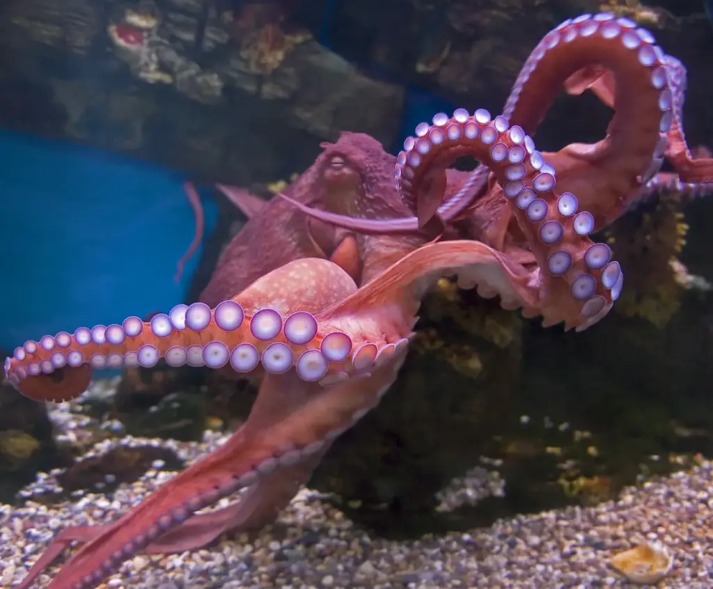 Closeup Image of Octopus 