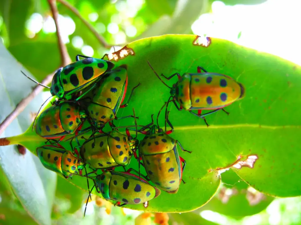 Crowd of Beetles on a Leaf