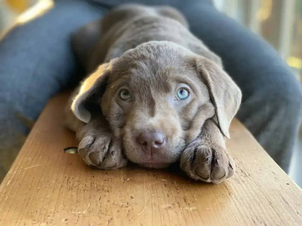 Labrador Puppy Close Up