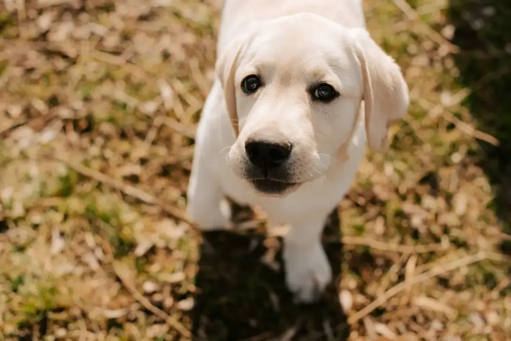 Labrador Puppy Head Shot Close Up