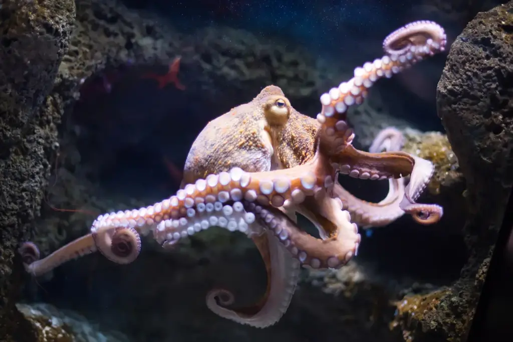 Octopus Underwater 