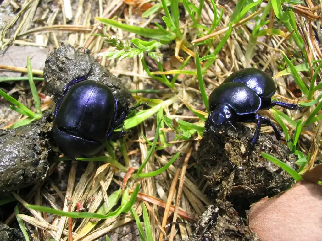 Two Dung Beetles