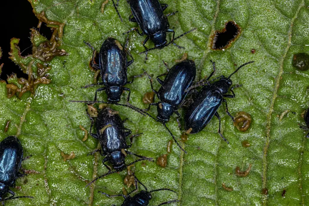 What Eats Beetles