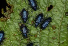 What Eats Beetles